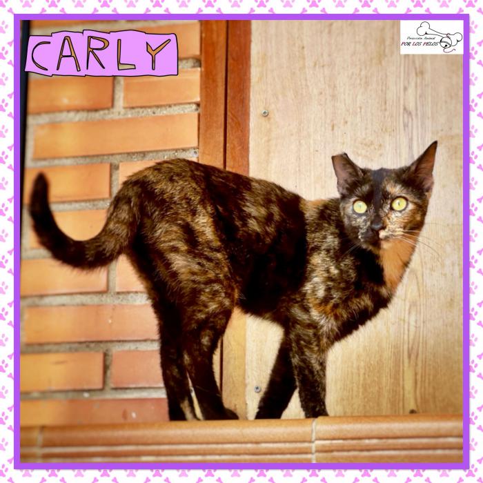 Carly
