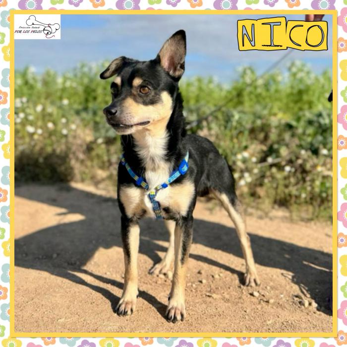 Nico