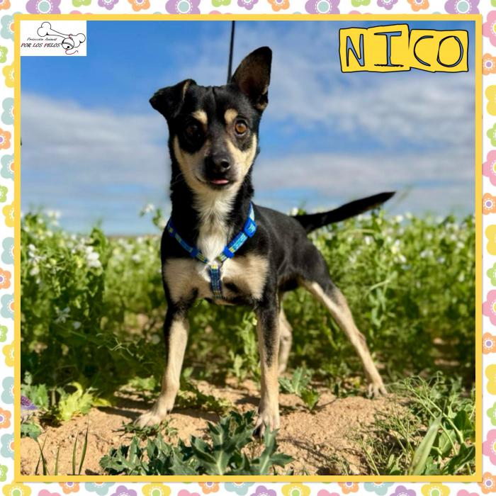 Nico