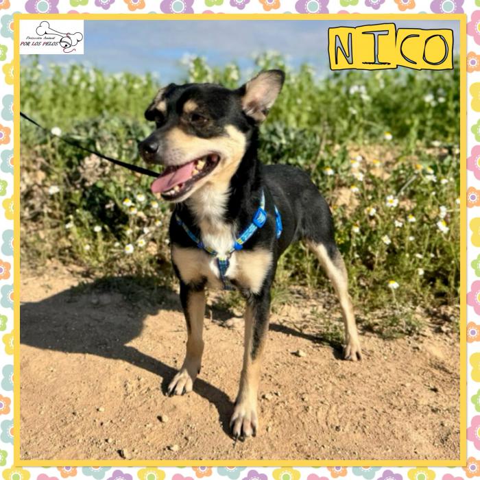Nico
