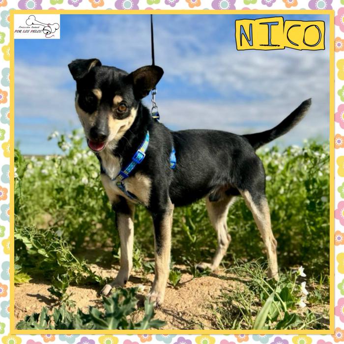 Nico