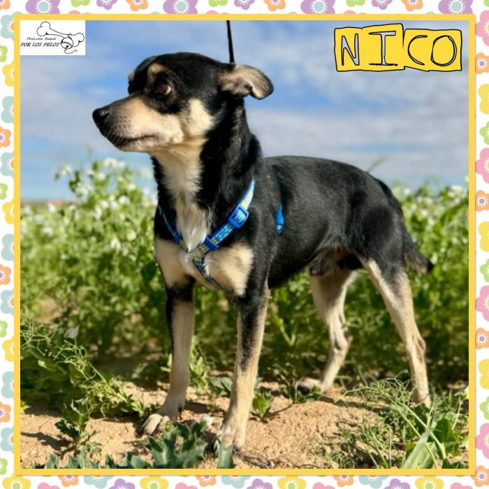 Nico