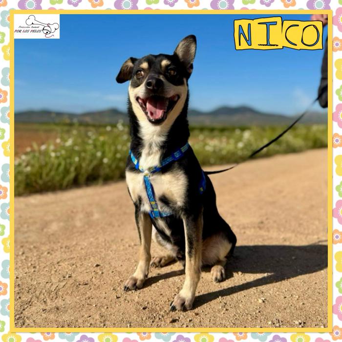 Nico