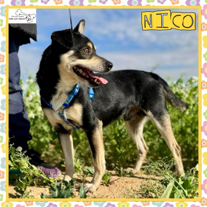 Nico