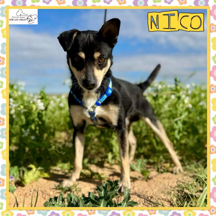 Nico