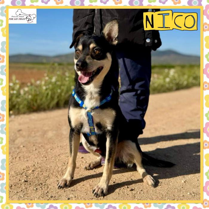 Nico