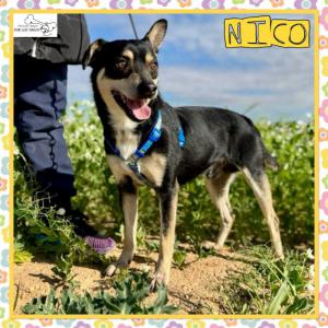 Nico