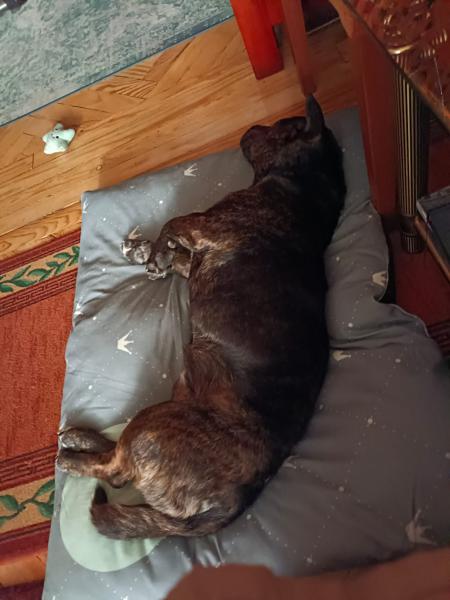 Covi