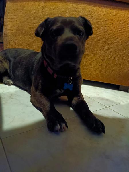Covi