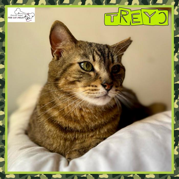 Treyo