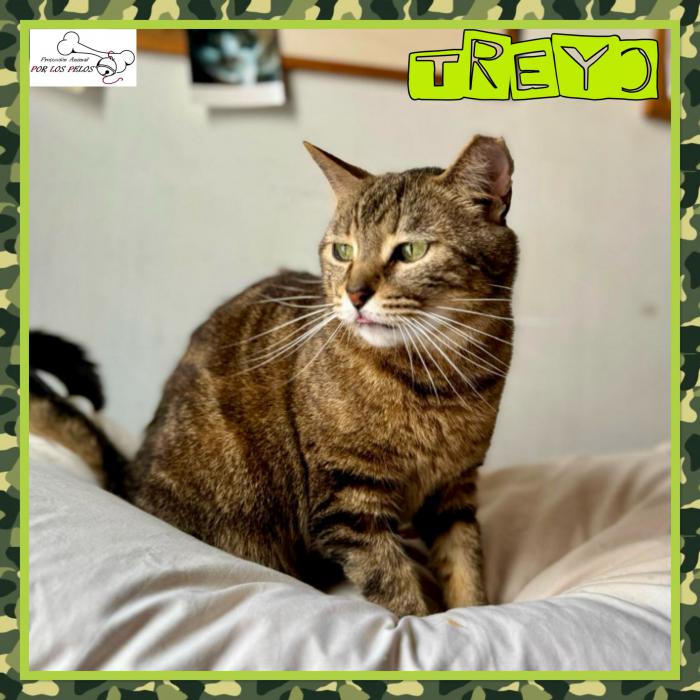 Treyo