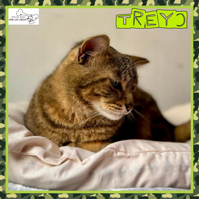 Treyo