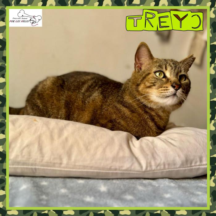 Treyo
