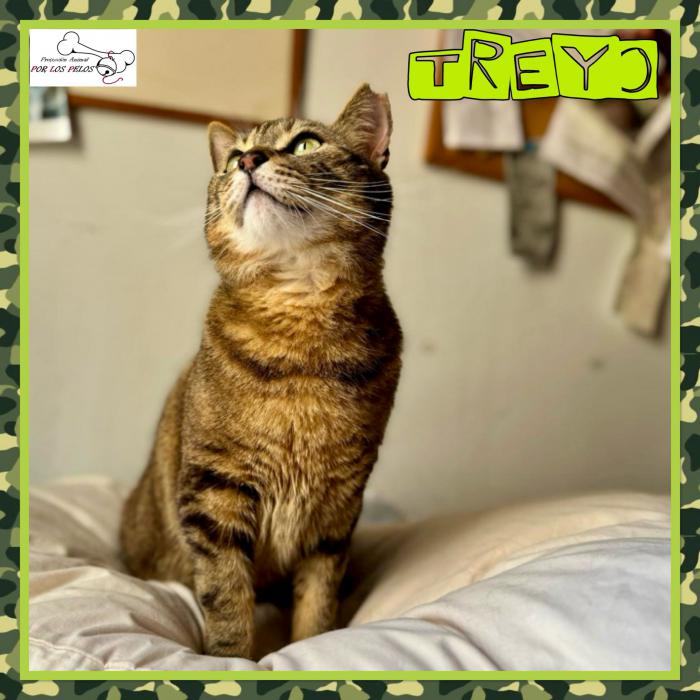 Treyo