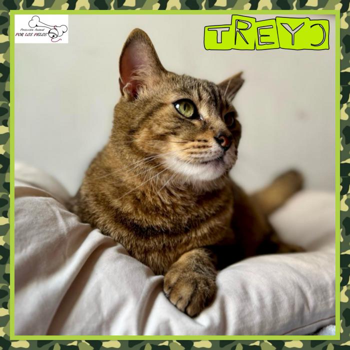 Treyo