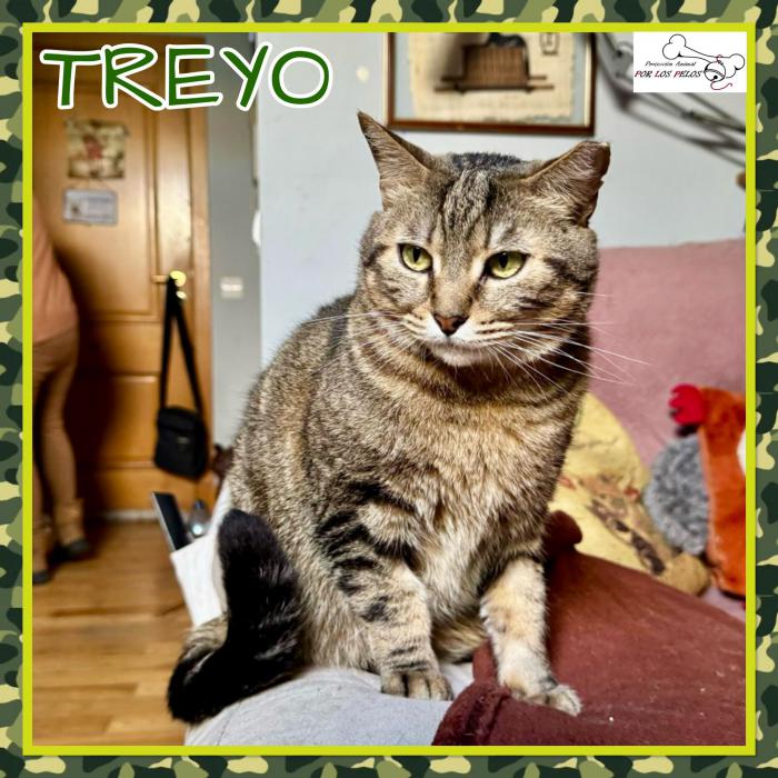 Treyo