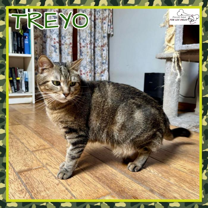 Treyo