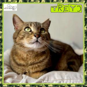 Treyo