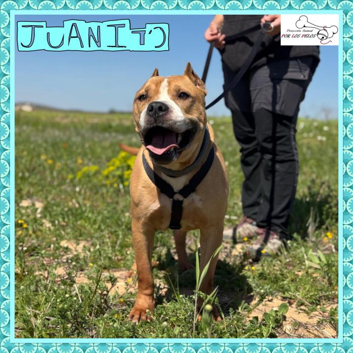Juanito