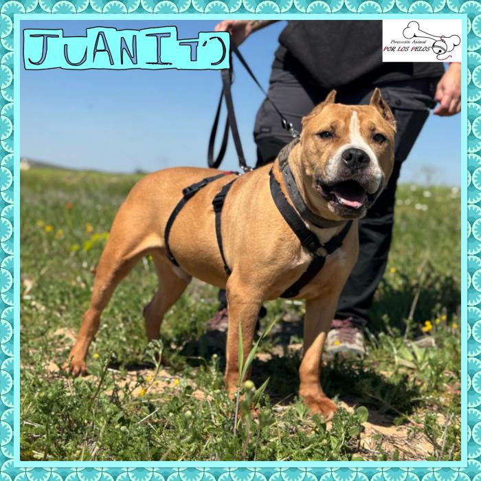 Juanito