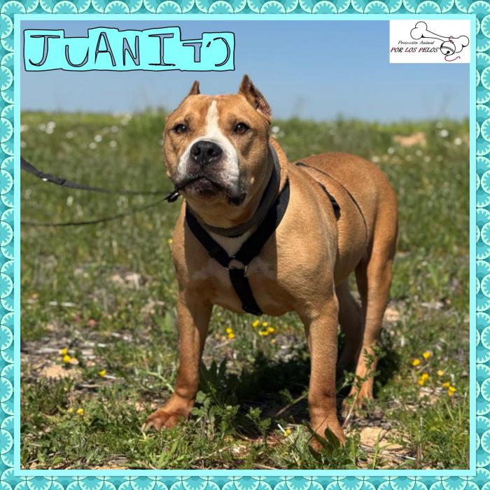 Juanito