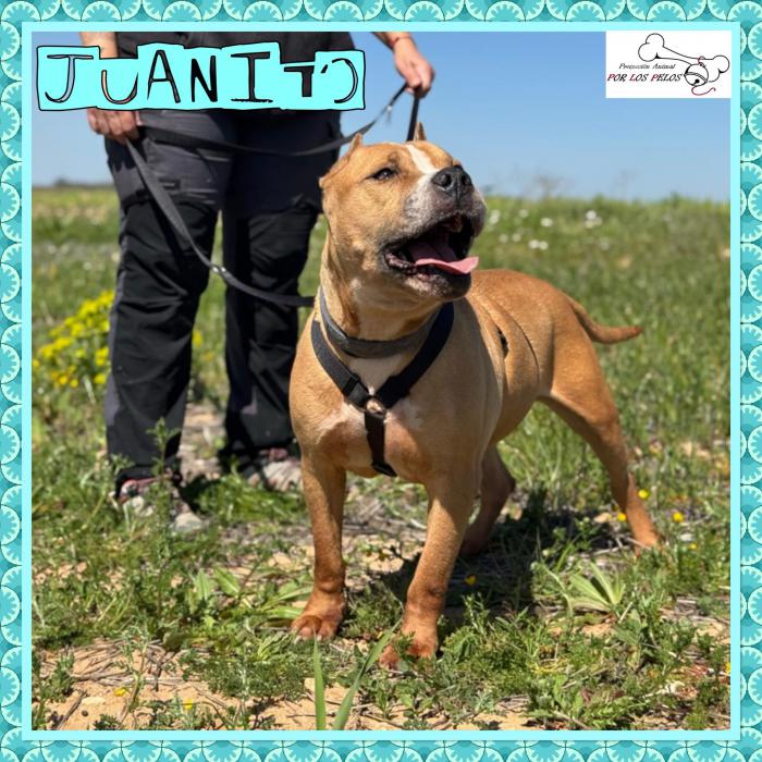 Juanito
