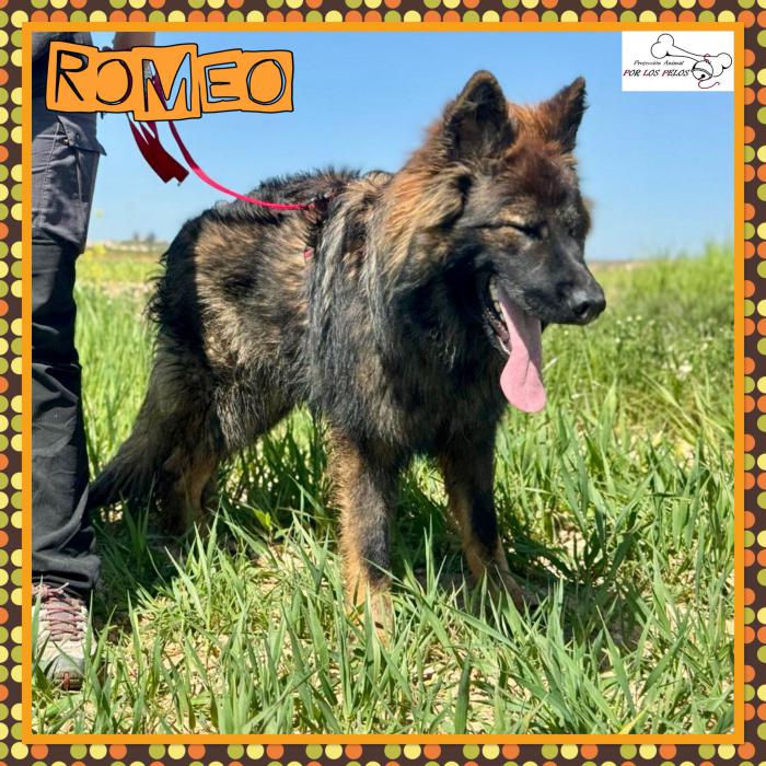 Romeo