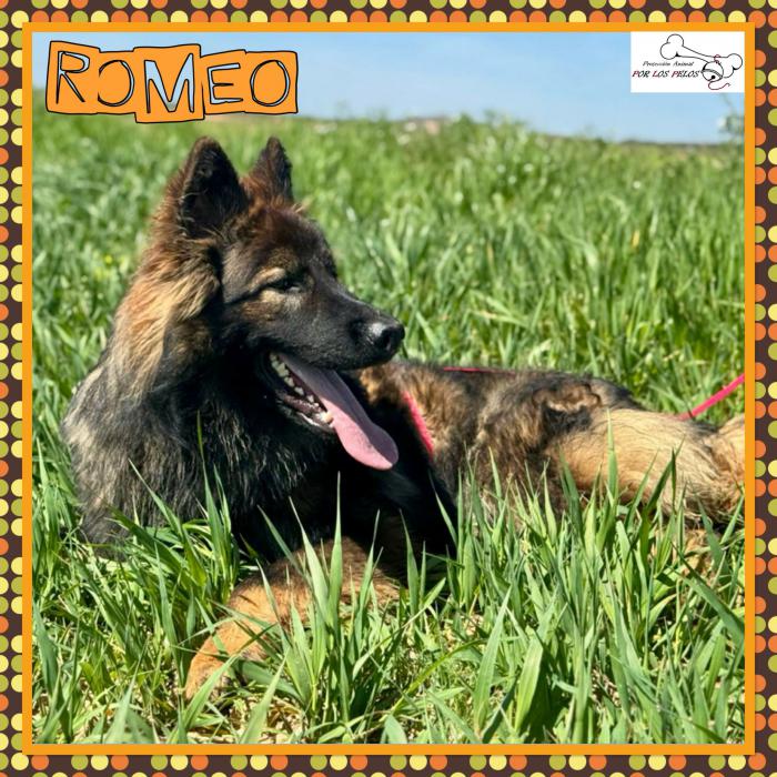 Romeo