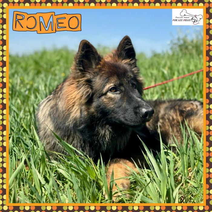 Romeo