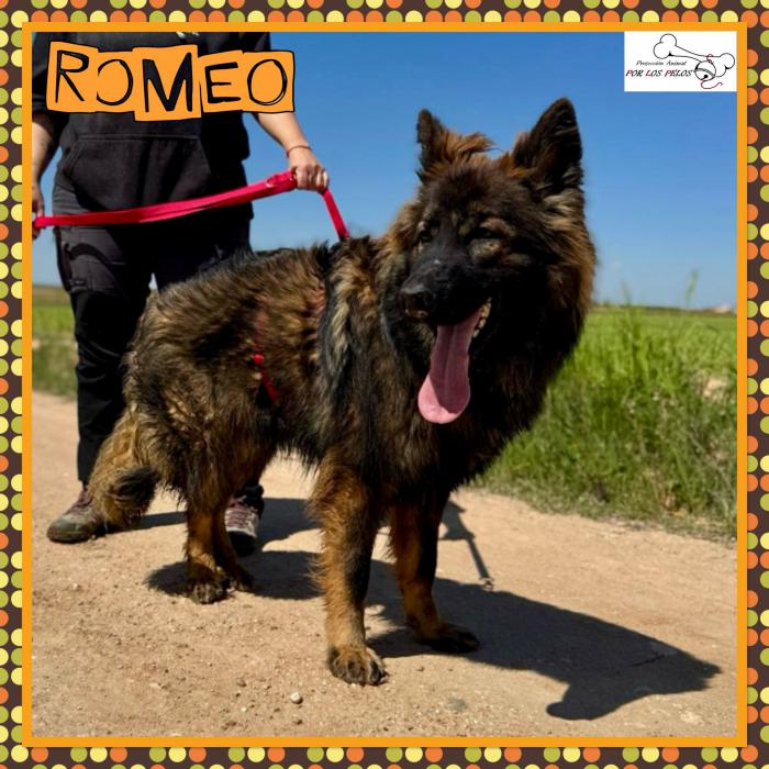 Romeo