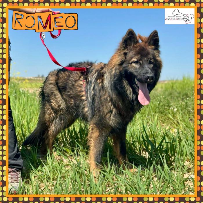 Romeo