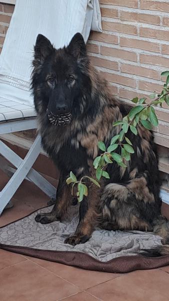 Romeo