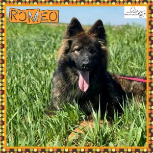 Romeo