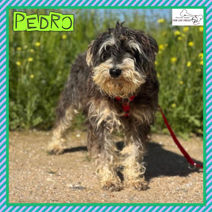 Pedro