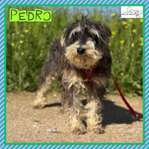 Pedro