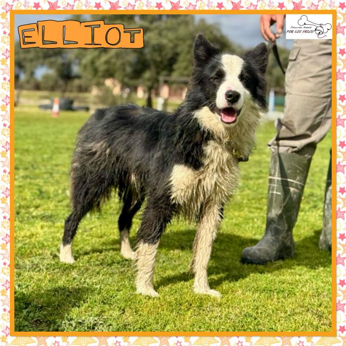 Elliot