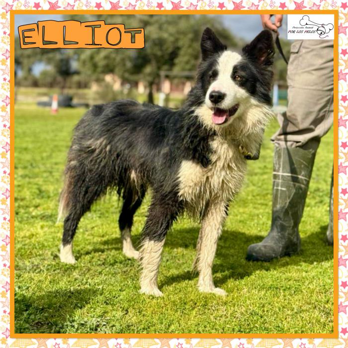 Elliot