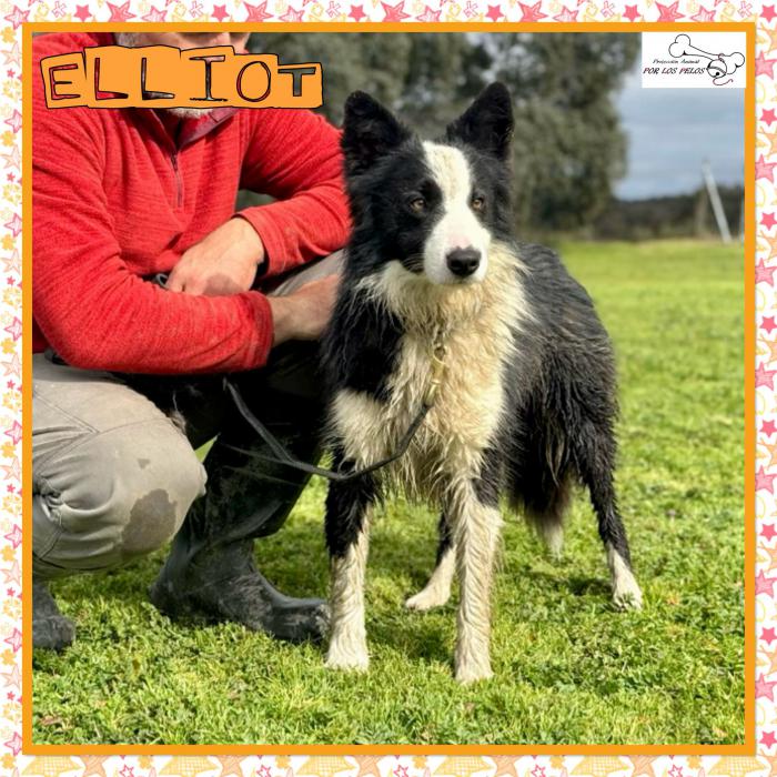 Elliot