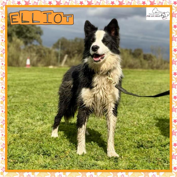 Elliot