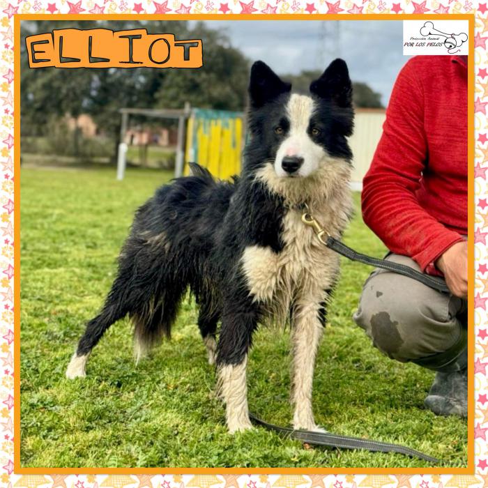 Elliot