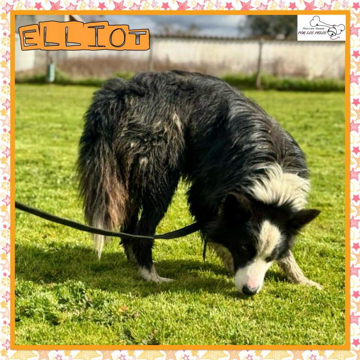 Elliot