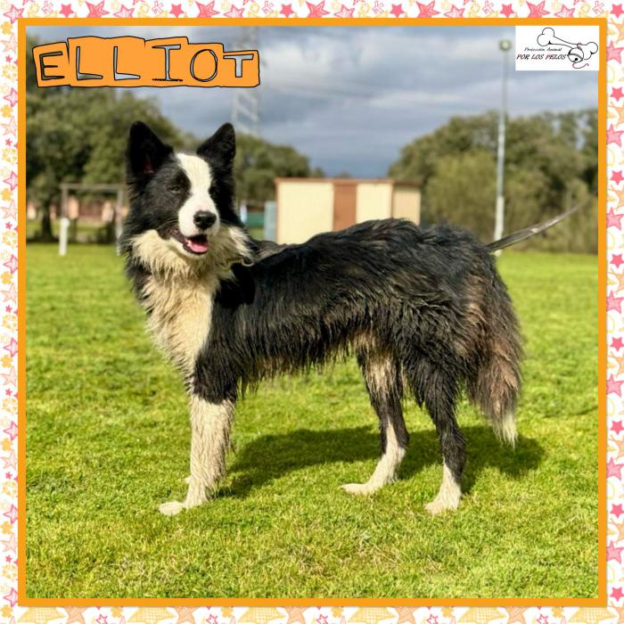 Elliot