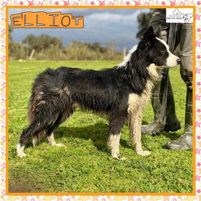 Elliot