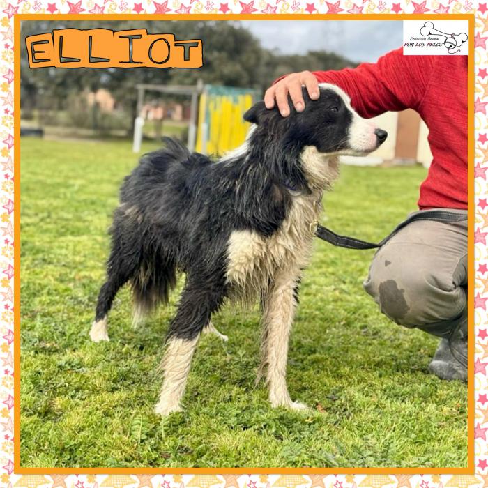 Elliot