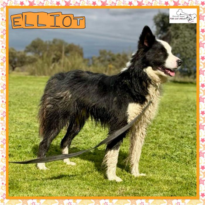 Elliot