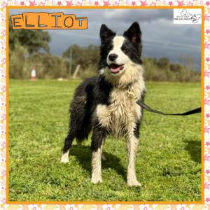 Elliot