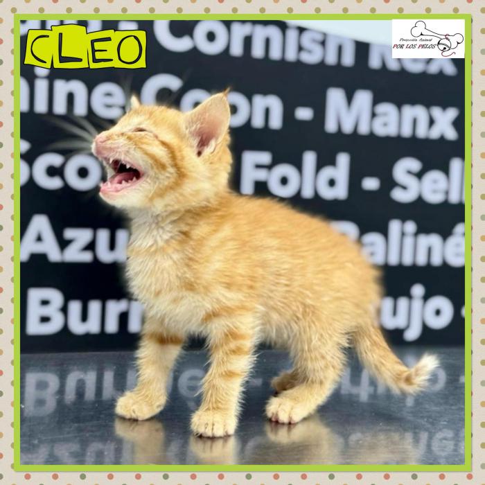 Cleo