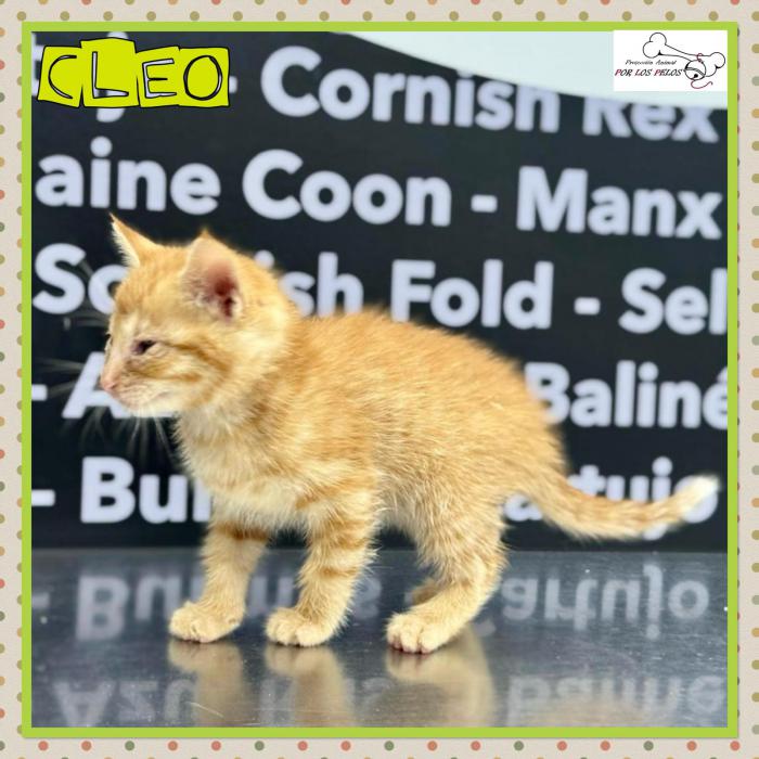 Cleo