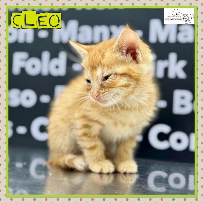 Cleo