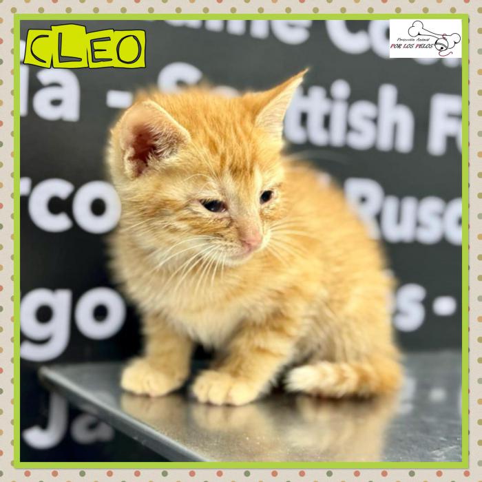 Cleo